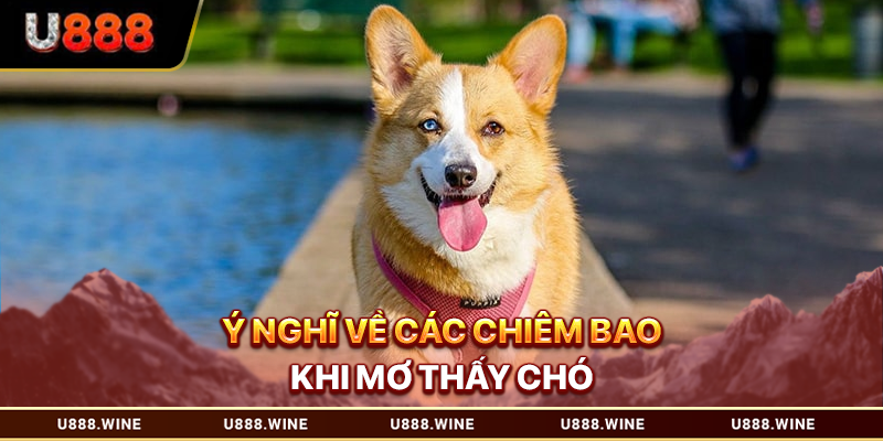 Mơ Thấy Chó - Giải Mã Chiêm Bao Và Ý Nghĩa Tiềm Ẩn T1.2026 Ý nghĩ về các chiêm bao khi mơ thấy chó